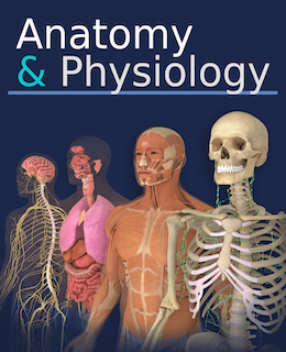 Anatomy & Physiology Interactive Digital Textbook - Student Edition